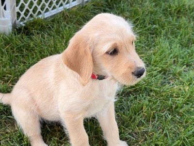 Lab Doodle mix puppies