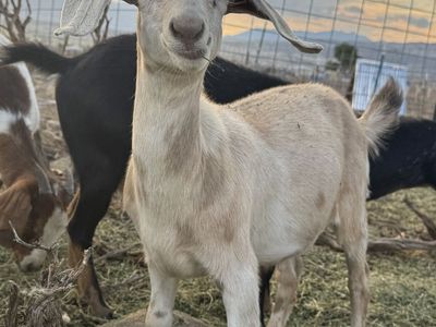 Goats