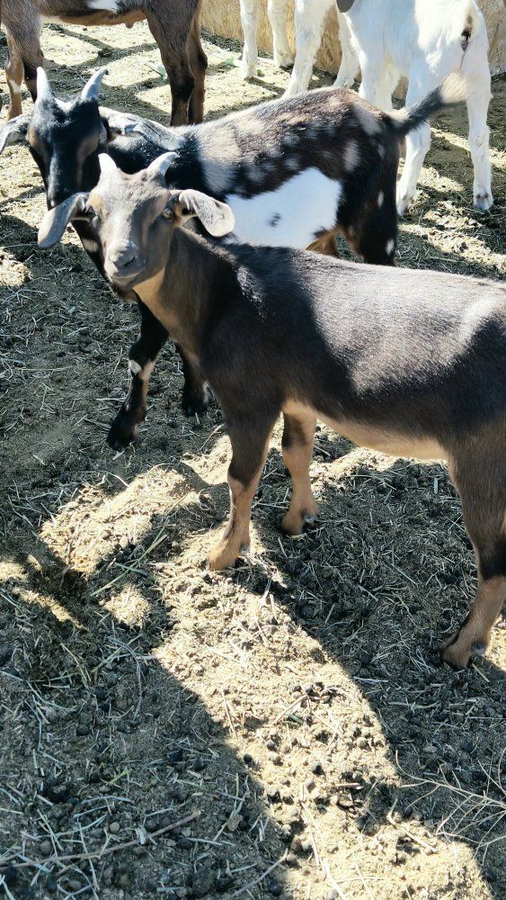 2 goats $100 each