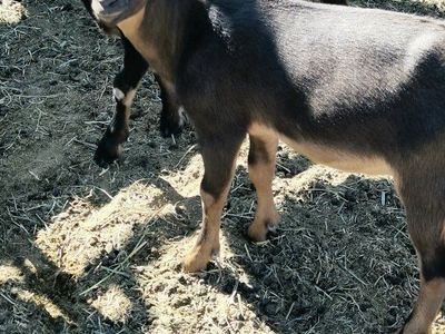 2 goats $100 each
