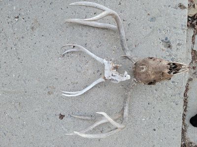 Mule deer skulls
