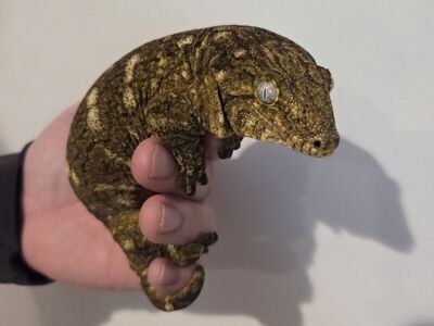 Leachianus leachie geckos