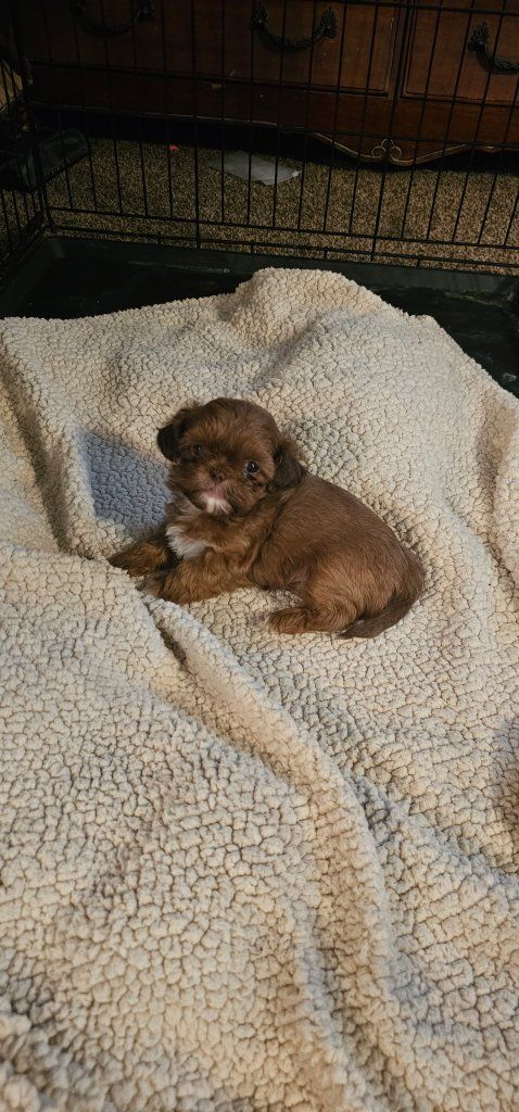 Shih Tzu puppies Ready Now.  3 girls 1 boy