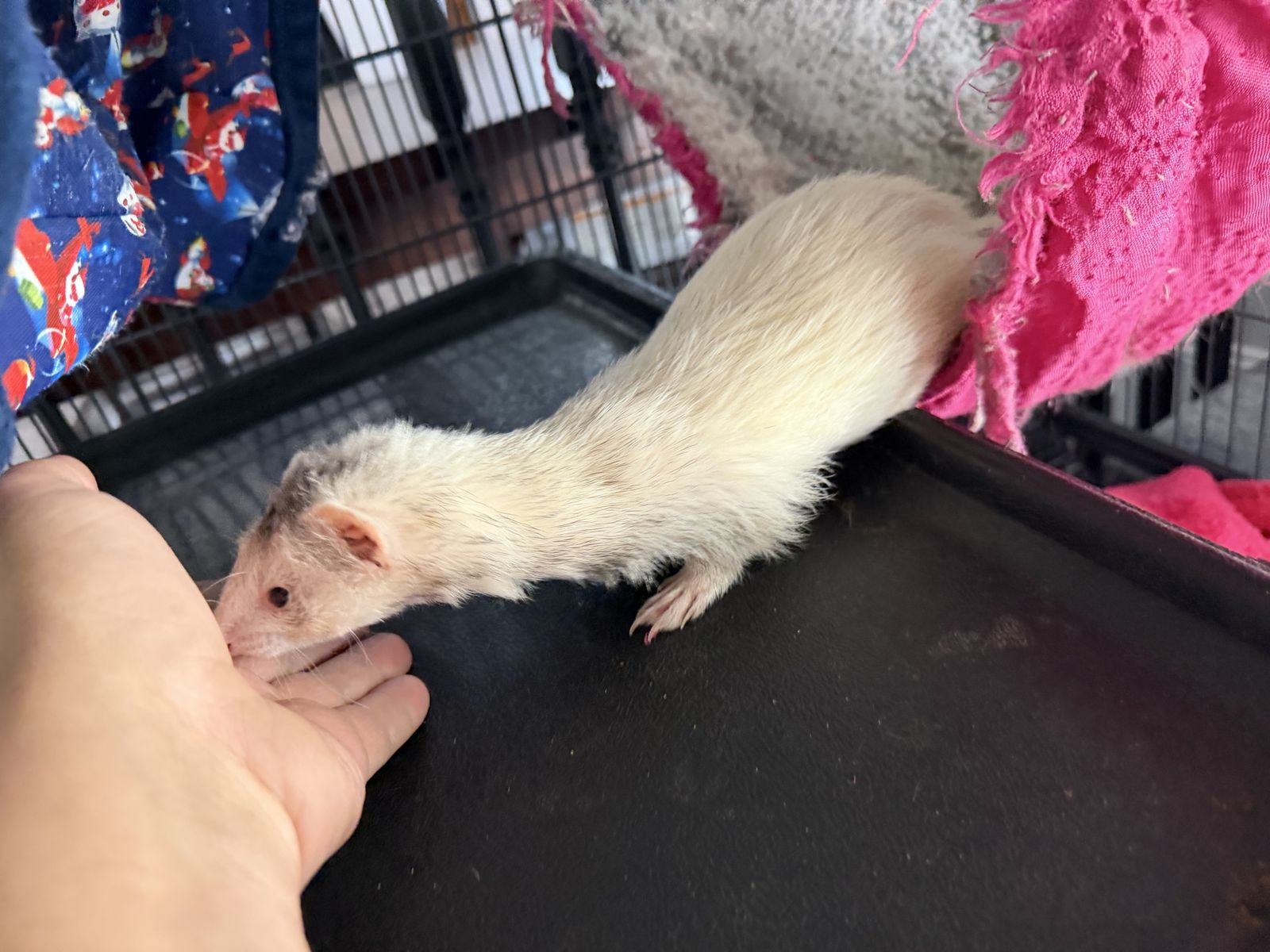 3yo Ferret