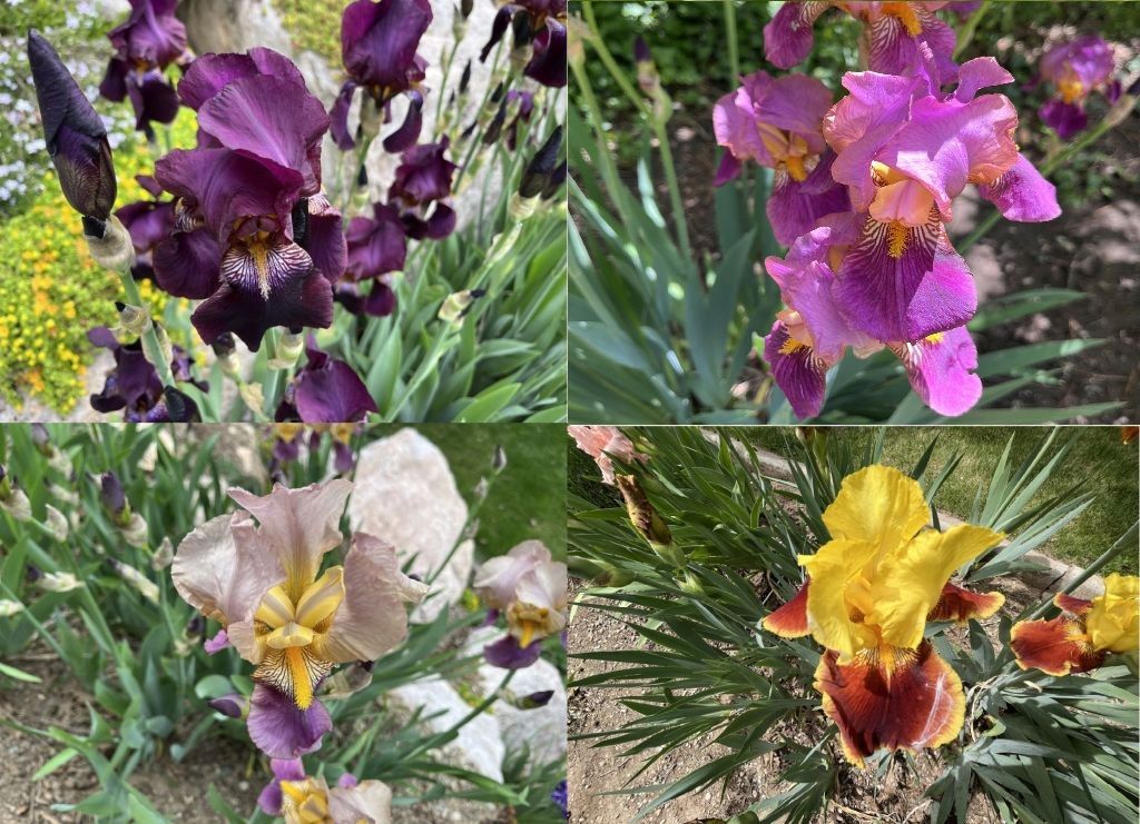 15 COLORS of Bearded IRIS Rhizomes SEE PHOTOS