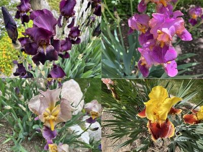 15 COLORS of Bearded IRIS Rhizomes SEE PHOTOS