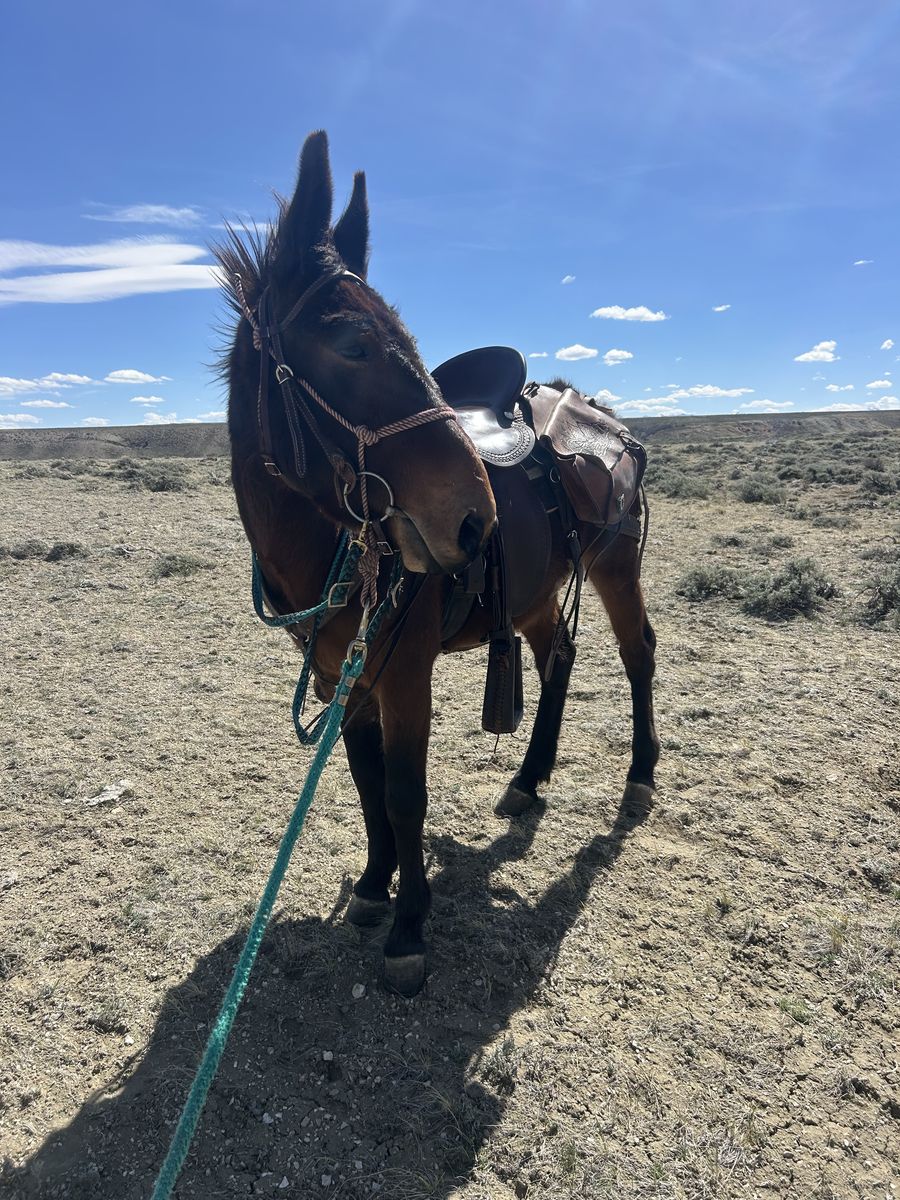 6 year old John mule