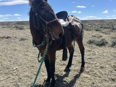 6 year old John mule