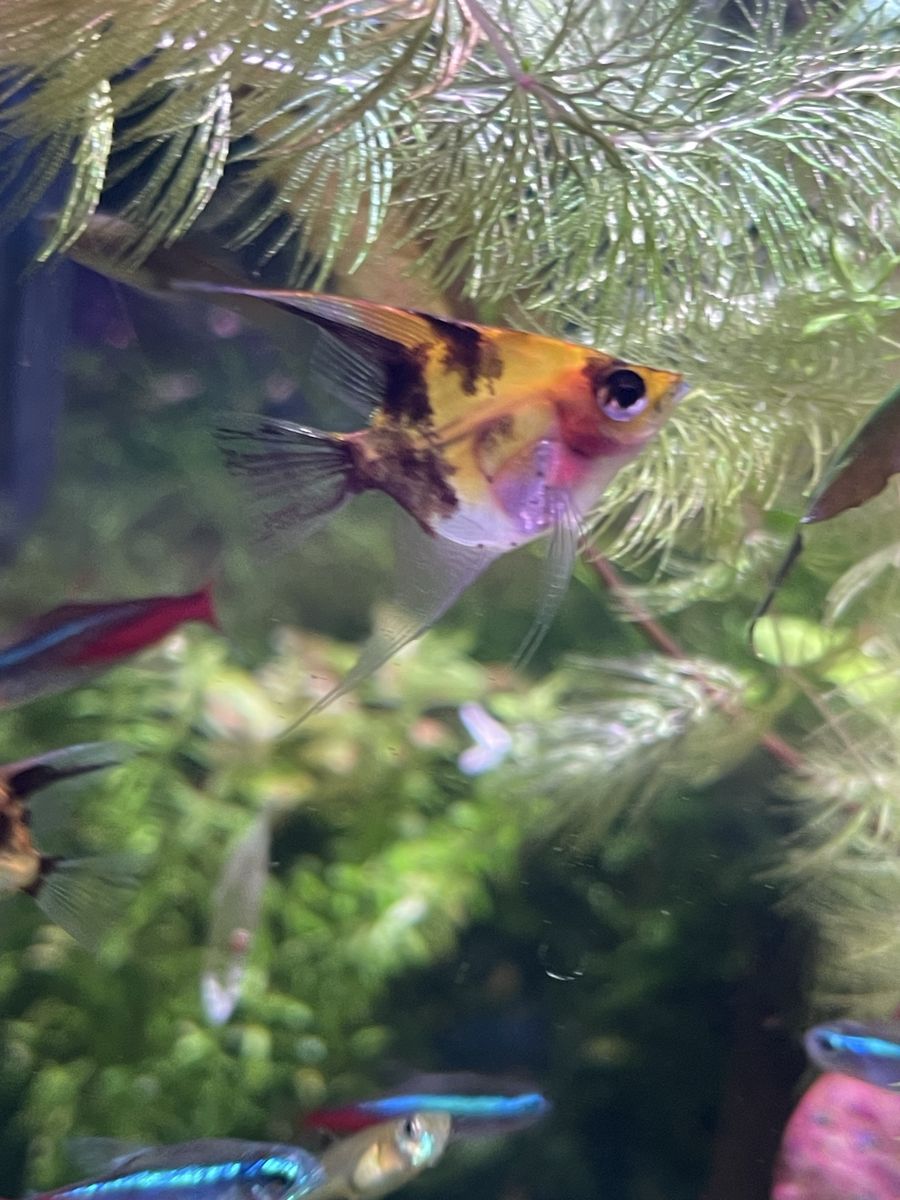 Angelfish Freshwater Aquarium Fish - Beautiful Marbled Orange & Black