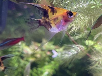 Angelfish Freshwater Aquarium Fish - Beautiful Marbled Orange & Black