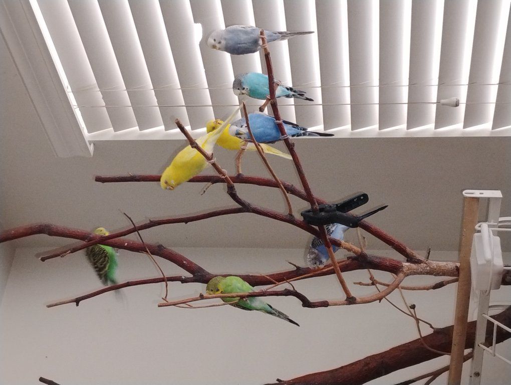 free birds to good home