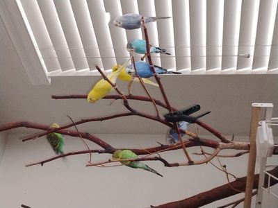 free birds to good home