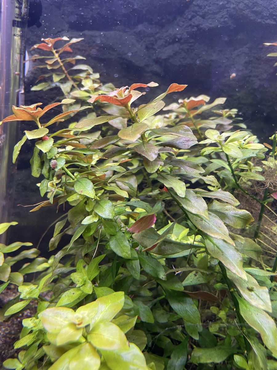 Easy aquarium plant - Ludwigia Repens