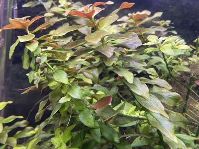 Easy aquarium plant - Ludwigia Repens