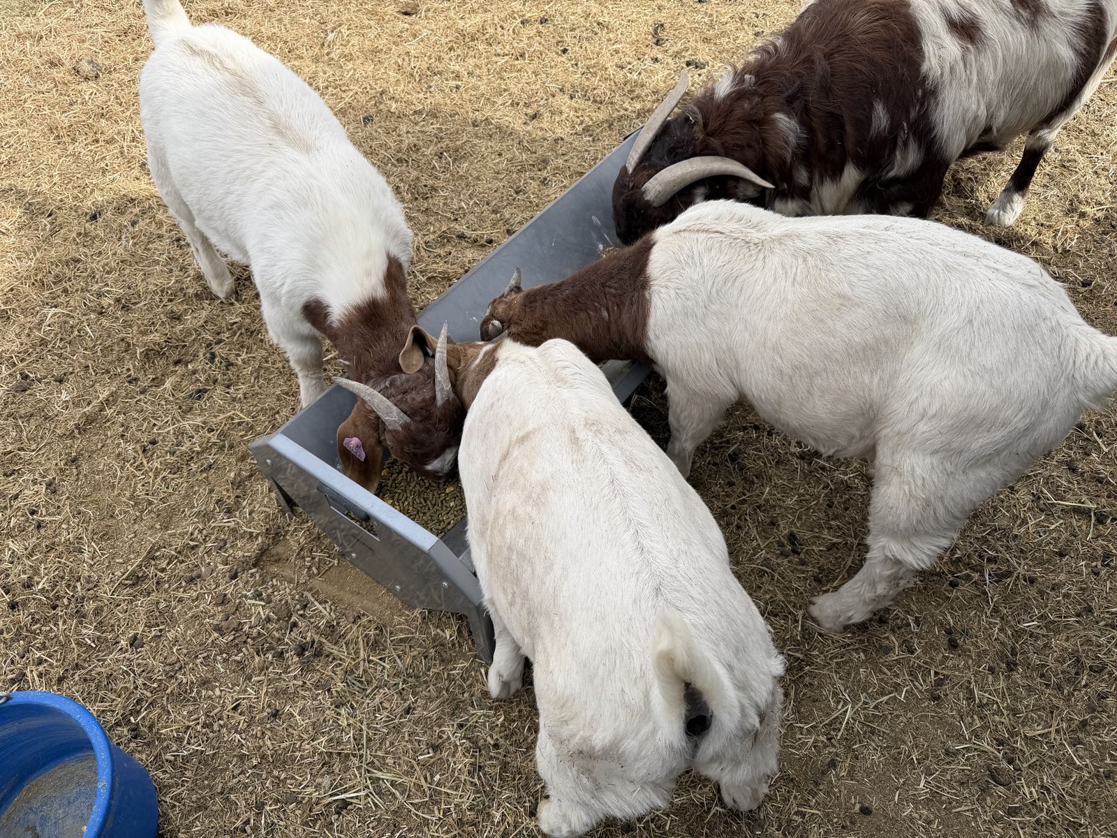 Registered ABGA BOAR buck kids