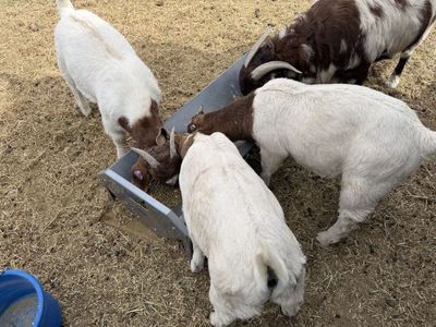 Registered ABGA BOAR buck kids