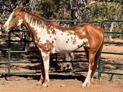 CLASSY Paint Mare /pack Or Brood Mare