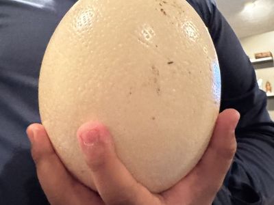 2 Ostrich Eggs
