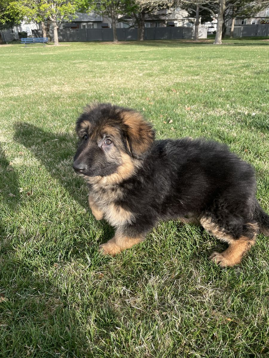German Shepherd Male Puppy