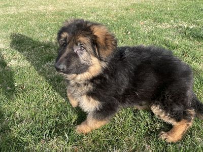 German Shepherd Male Puppy