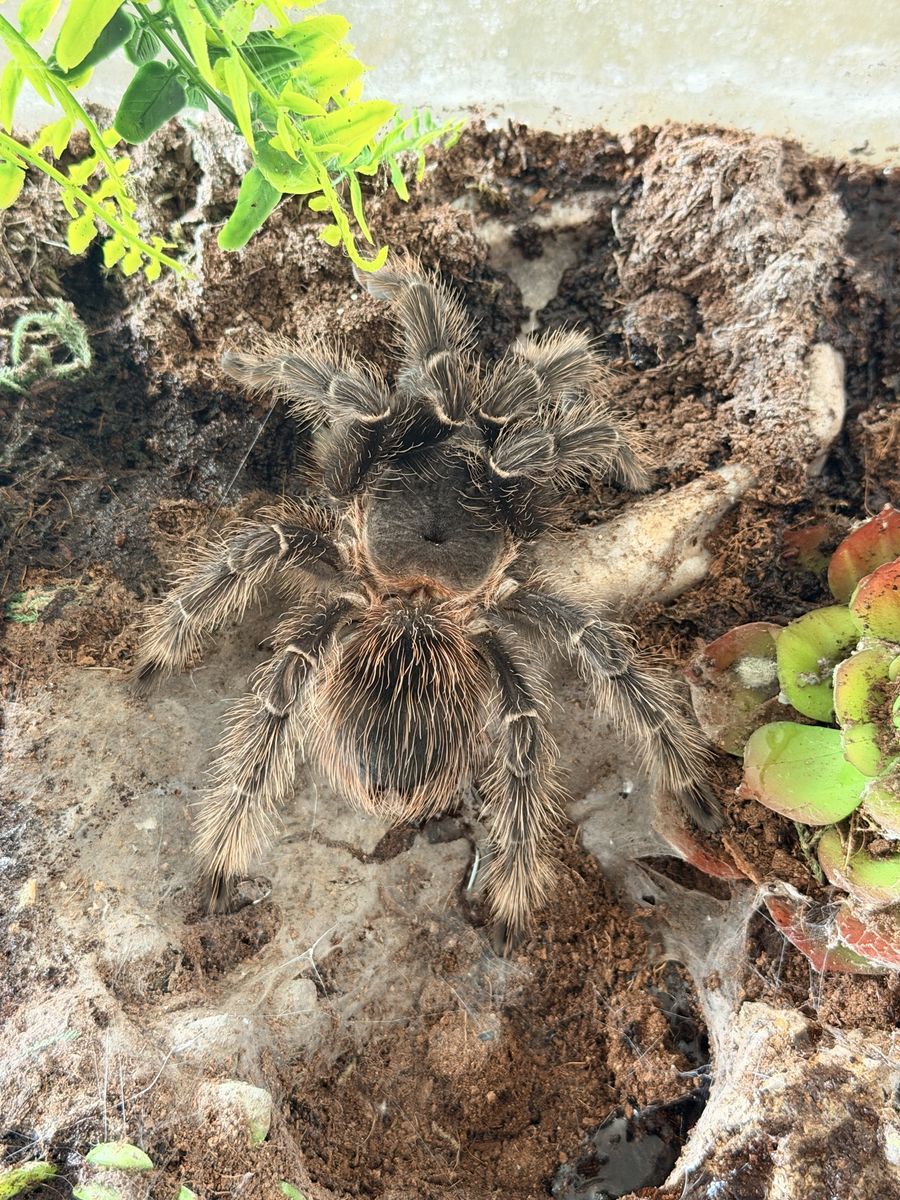 Salmon pink birdeater Tarantula