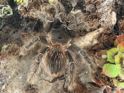 Salmon pink birdeater Tarantula