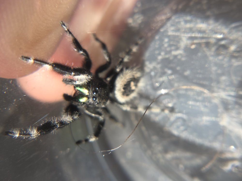 reptile expo.  webcats jumping spiders