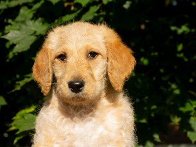 Goldendoodle puppy