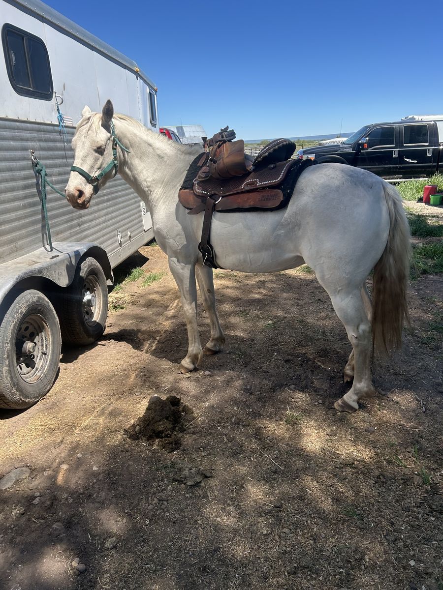 rodeo mare 