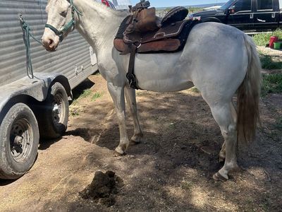 rodeo mare