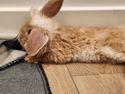 2 last! Lionhead- Astrex baby bunnies
