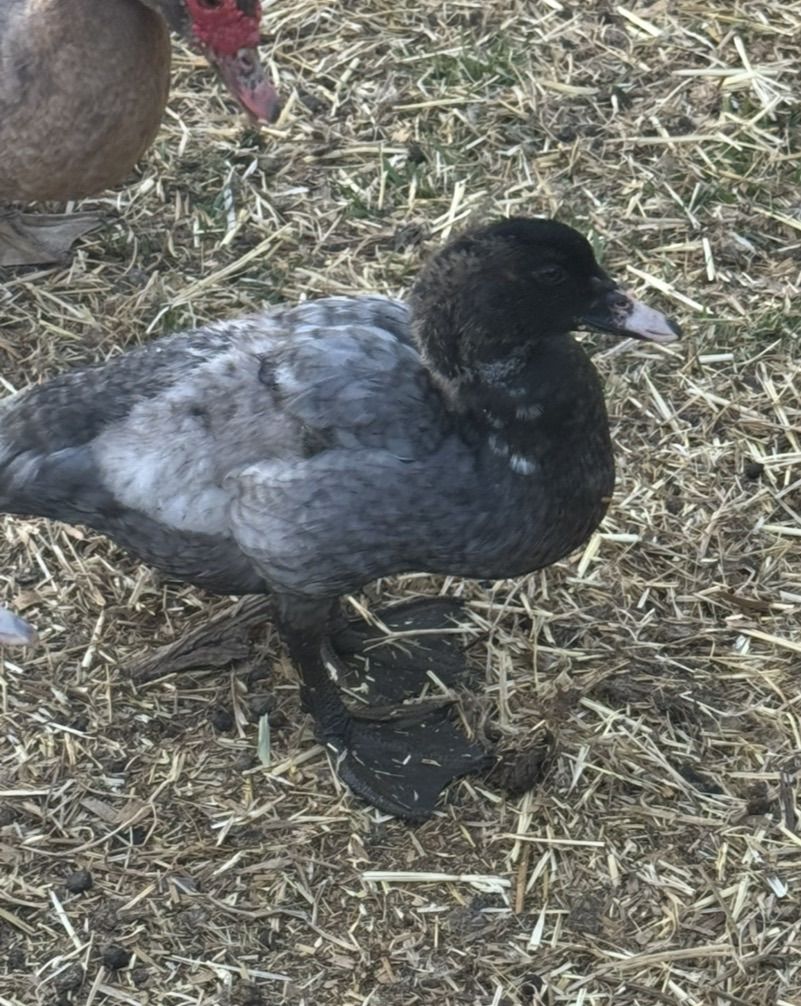 Muscovy/Khaki Campbell Ducklings