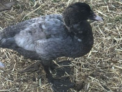 Muscovy/Khaki Campbell Ducklings