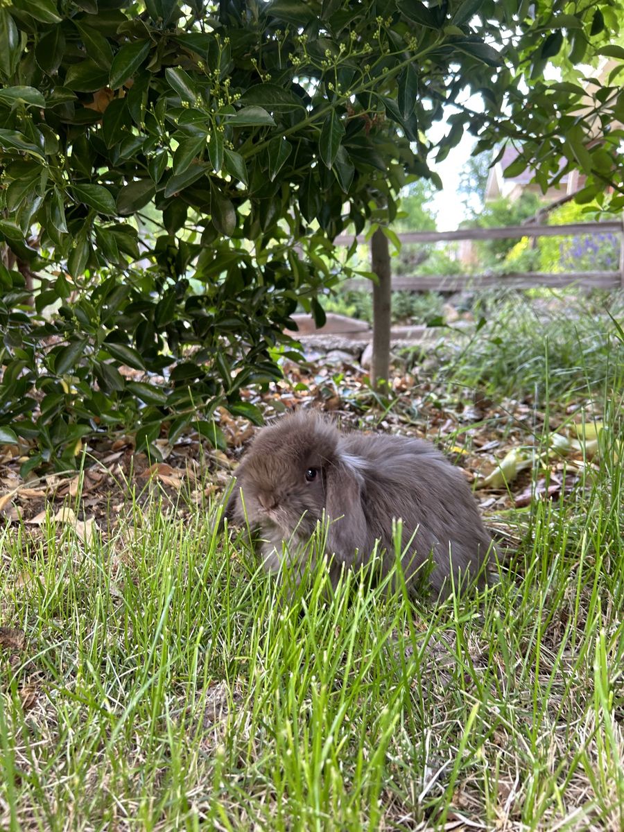 Fuzzy Holland lop buck!