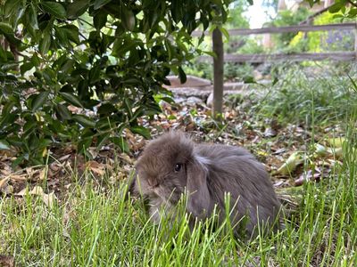 Fuzzy Holland lop buck!