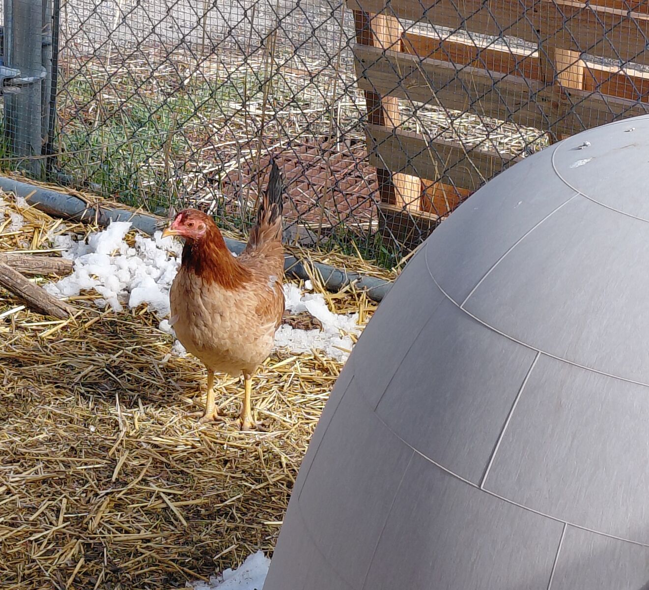 A159805 Sunny is Available for Adoption!