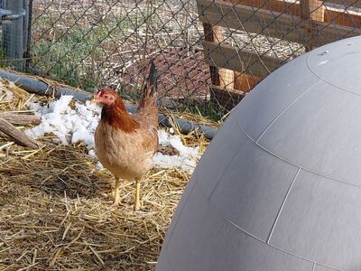 A159805 Sunny is Available for Adoption!