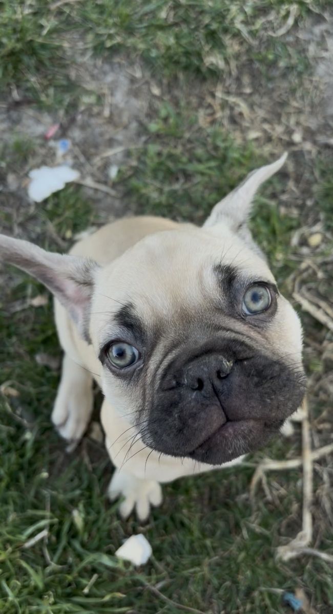 French Bulldog Puppy