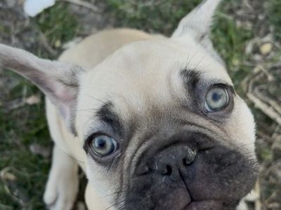 French Bulldog Puppy
