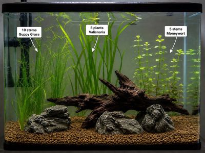 Easy 10 gallon tank plant bundle - $20