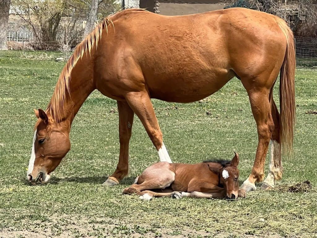 Race Bred Mare With 2026 ROAN Filly