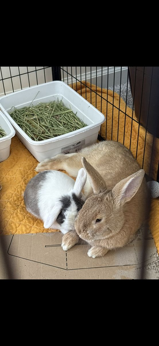 Bunnies