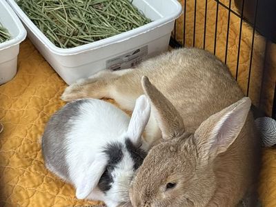 Bunnies