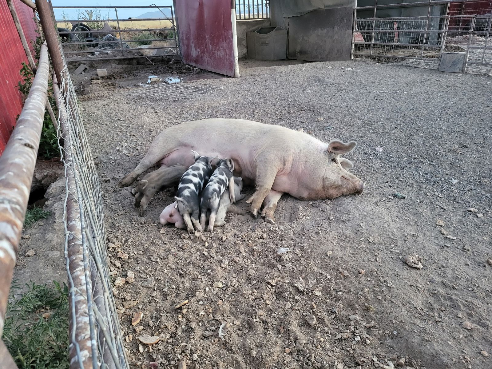 Whole Pigs for Sale – Meat Only