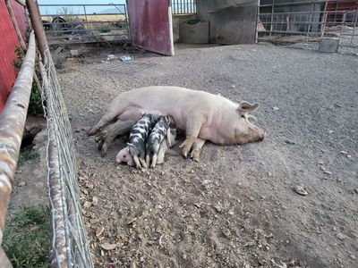 Whole Pigs for Sale – Meat Only