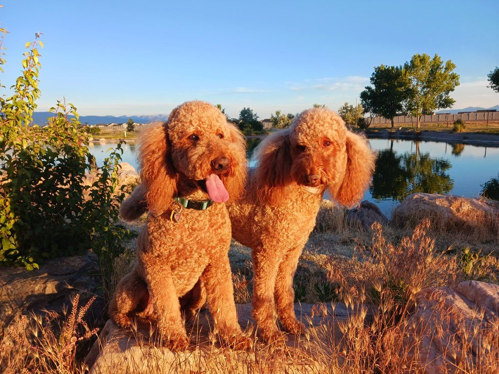 AKC Red Standard Poodle stud for Goldendoodles Labradoodles and other doodles. Stud only.