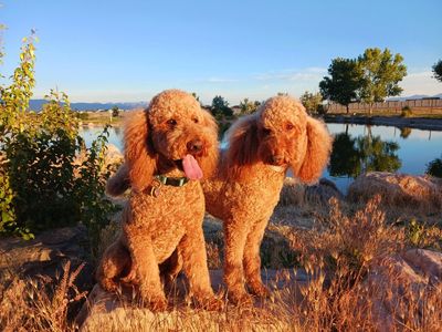 AKC Red Standard Poodle stud for Goldendoodles Labradoodles and other doodles. Stud only.
