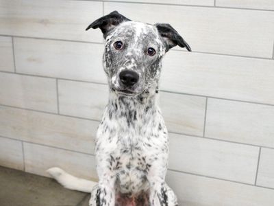 Meet Ranger!