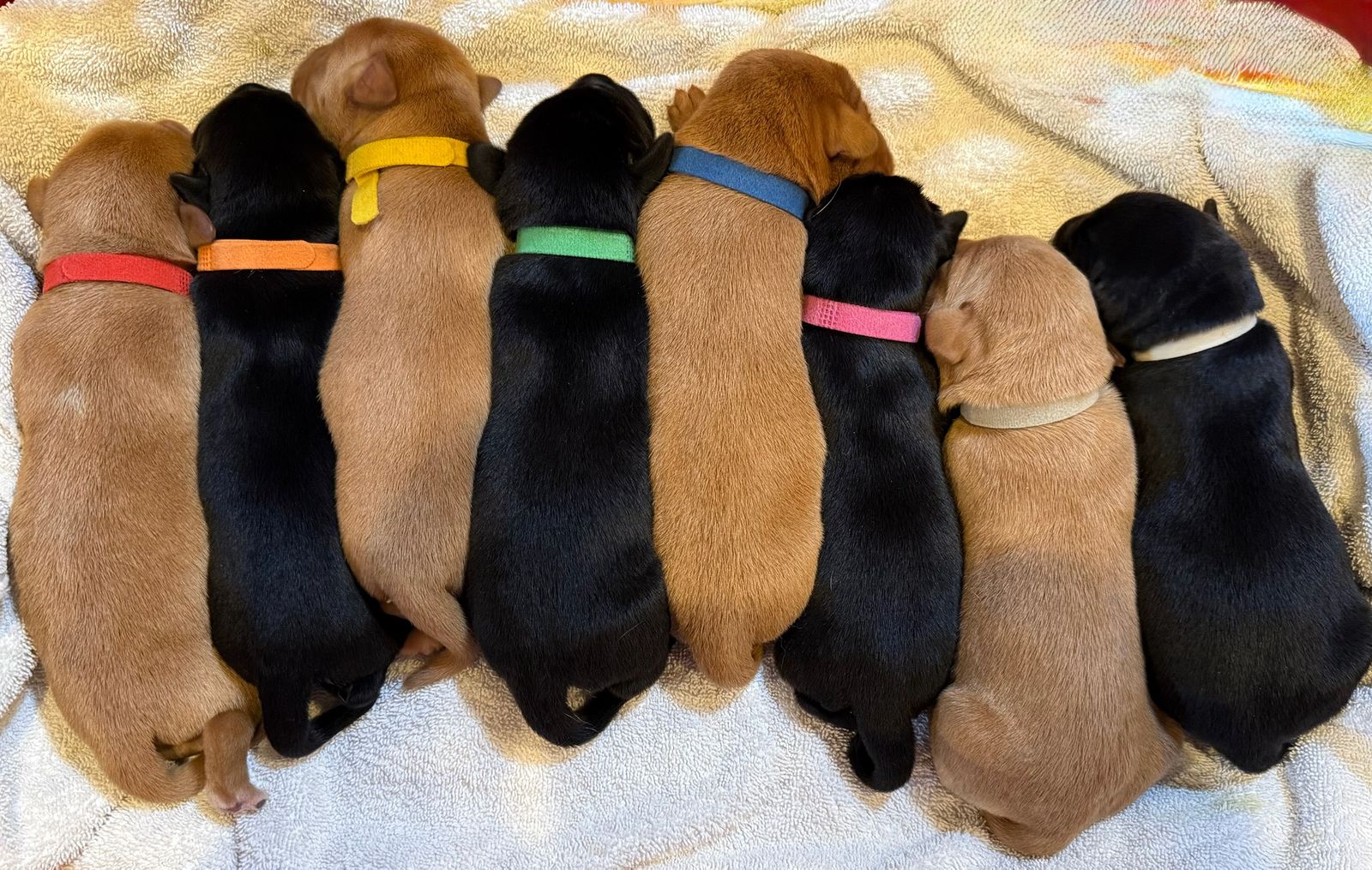 AKC Fox Red / Silver Factored Lab Puppies