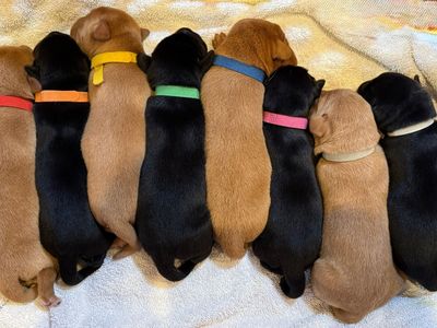 AKC Fox Red / Silver Factored Lab Puppies